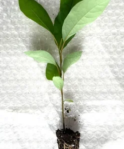Spicebush Live Plant Starter Plugs - 10-Pack Native Shrubs for Outdoor Gardens - Image 3