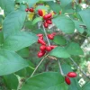 Spicebush Live Plant Starter Plugs - 10-Pack Native Shrubs for Outdoor Gardens - Image 1