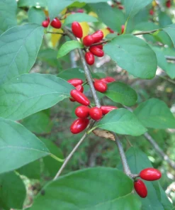 Spicebush Live Plant Starter Plugs - 10-Pack Native Shrubs for Outdoor Gardens - Image 1