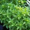 Spicy Globe Basil Seeds - 50 Seed Pack - Compact Culinary Herb - Image 1
