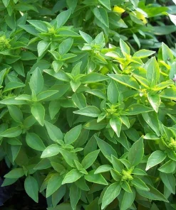 Spicy Globe Basil Seeds - 50 Seed Pack - Compact Culinary Herb - Image 1