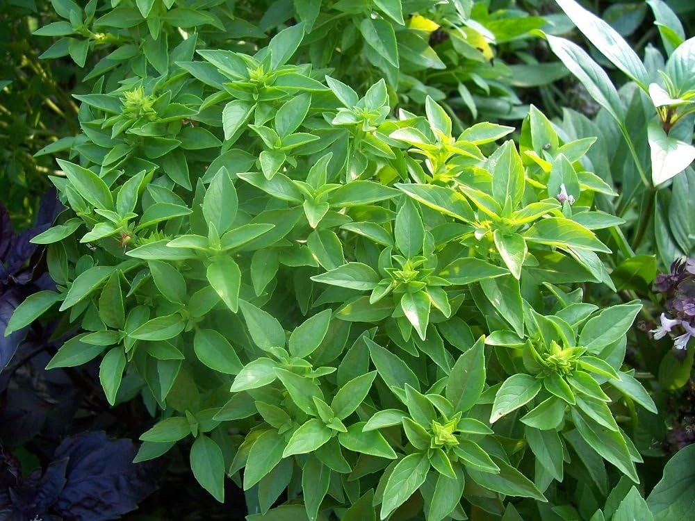 Spicy Globe Basil Seeds - 50 Seed Pack - Compact Culinary Herb - Image 1
