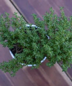 Spicy Orange Thyme Live Herb Plant – 3