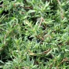 Spicy Orange Thyme Live Herb Plant – 3" Pot – Perennial - Image 1