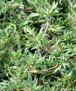 Spicy Orange Thyme Live Herb Plant – 3