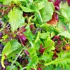 Spicy Salad Lettuce Mix Seeds - Heirloom Non-GMO High Germination Vegetable Seeds - Image 1