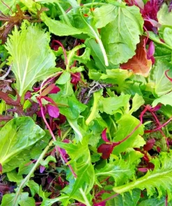 Spicy Salad Lettuce Mix Seeds - Heirloom Non-GMO High Germination Vegetable Seeds - Image 1