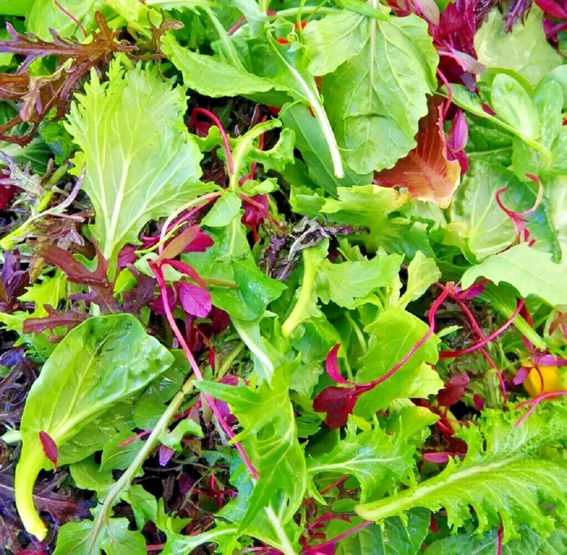 Spicy Salad Lettuce Mix Seeds - Heirloom Non-GMO High Germination Vegetable Seeds - Image 1