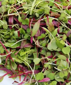 Spicy Salad Microgreen Seeds - Non-GMO Heirloom - High Germination - Very Easy to Grow - Image 2