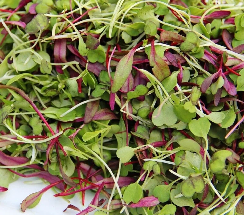 Spicy Salad Microgreen Seeds - Non-GMO Heirloom - High Germination - Very Easy to Grow - Image 3