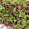 Spicy Salad Microgreen Seeds - Non-GMO Heirloom - High Germination - Very Easy to Grow - Image 1