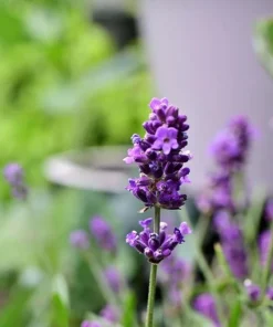 Spiked Broadleaf Lavender Live Plant - 3" Pot - Fragrant Herb for Pollinator Garden - Image 2