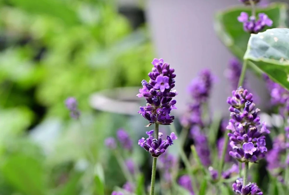 Spiked Broadleaf Lavender Live Plant - 3" Pot - Fragrant Herb for Pollinator Garden - Image 2