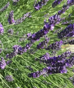 Spiked Broadleaf Lavender Live Plant - 3