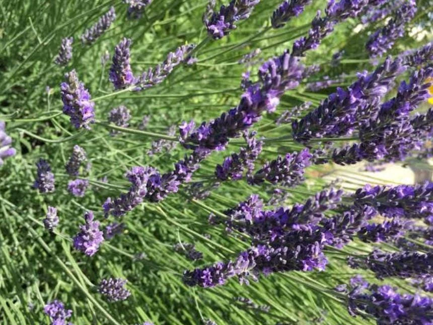 Spiked Broadleaf Lavender Live Plant - 3" Pot - Fragrant Herb for Pollinator Garden - Image 3