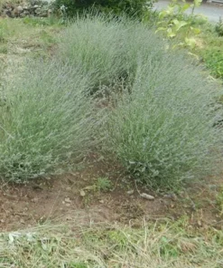 Spiked Broadleaf Lavender Live Plant - 3