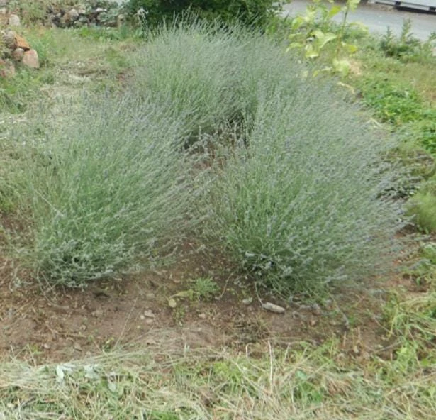 Spiked Broadleaf Lavender Live Plant - 3" Pot - Fragrant Herb for Pollinator Garden - Image 4