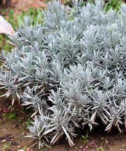 Spiked Broadleaf Lavender Live Plant - 3