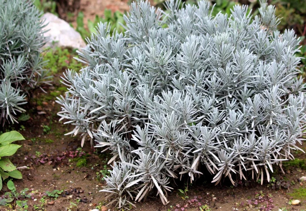 Spiked Broadleaf Lavender Live Plant - 3" Pot - Fragrant Herb for Pollinator Garden - Image 5