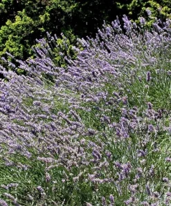 Spiked Broadleaf Lavender Live Plant - 3