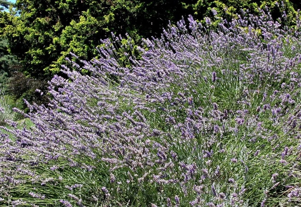 Spiked Broadleaf Lavender Live Plant - 3" Pot - Fragrant Herb for Pollinator Garden - Image 6
