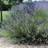 Spiked Broadleaf Lavender Live Plant - 3" Pot - Fragrant Herb for Pollinator Garden - Image 1