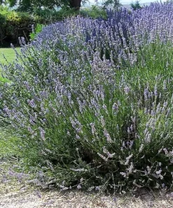 Spiked Broadleaf Lavender Live Plant - 3