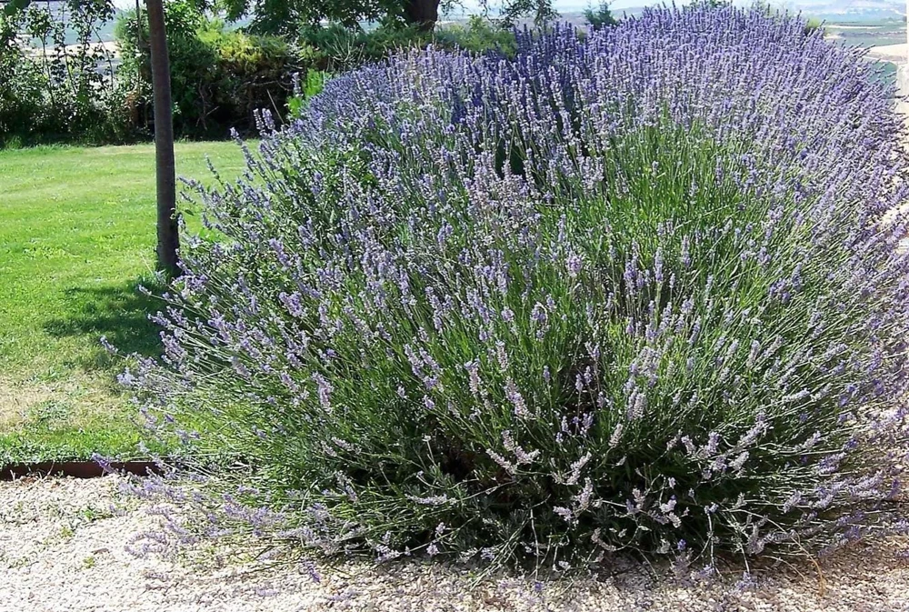 Spiked Broadleaf Lavender Live Plant - 3" Pot - Fragrant Herb for Pollinator Garden - Image 1