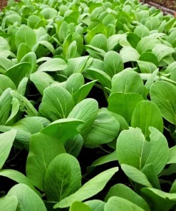 Spinach Mustard Tendergreen Seeds – 1500 Count Vegetable Seeds – Easy Grow Greens - Image 10
