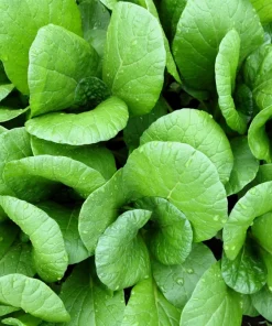Spinach Mustard Tendergreen Seeds – 1500 Count Vegetable Seeds – Easy Grow Greens - Image 3