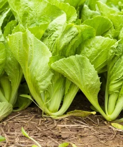 Spinach Mustard Tendergreen Seeds – 1500 Count Vegetable Seeds – Easy Grow Greens - Image 4