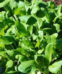 Spinach Mustard Tendergreen Seeds – 1500 Count Vegetable Seeds – Easy Grow Greens - Image 6