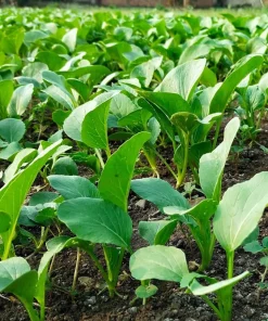 Spinach Mustard Tendergreen Seeds – 1500 Count Vegetable Seeds – Easy Grow Greens - Image 7