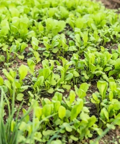 Spinach Mustard Tendergreen Seeds – 1500 Count Vegetable Seeds – Easy Grow Greens - Image 8