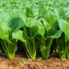 Spinach Mustard Tendergreen Seeds – 1500 Count Vegetable Seeds – Easy Grow Greens - Image 1