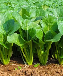 Spinach Mustard Tendergreen Seeds – 1500 Count Vegetable Seeds – Easy Grow Greens - Image 1