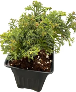 Split Rock Hinoki Cypress Live Plant - Chamaecyparis obtusa - 4" Pot - Outdoor Shrub - Image 2