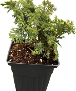 Split Rock Hinoki Cypress Live Plant - Chamaecyparis obtusa - 4