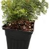 Split Rock Hinoki Cypress Live Plant - Chamaecyparis obtusa - 4" Pot - Outdoor Shrub - Image 1
