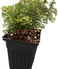 Split Rock Hinoki Cypress Live Plant - Chamaecyparis obtusa - 4