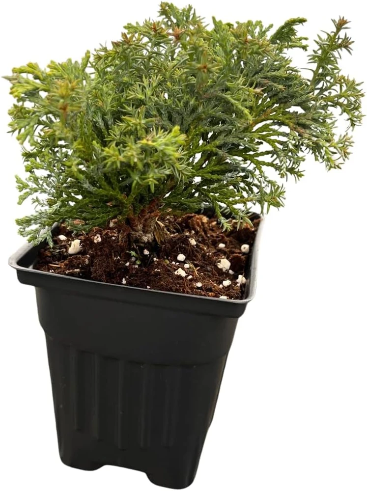 Split Rock Hinoki Cypress Live Plant - Chamaecyparis obtusa - 4" Pot - Outdoor Shrub - Image 1