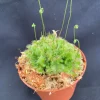 Spoonleaf Sundew Live Carnivorous Plant - Drosera spatulata - 2.5 inch Pot - Image 1