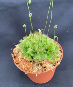 Spoonleaf Sundew Live Carnivorous Plant - Drosera spatulata - 2.5 inch Pot - Image 1