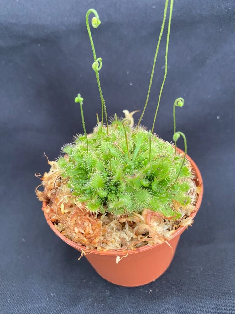 Spoonleaf Sundew Live Carnivorous Plant - Drosera spatulata - 2.5 inch Pot - Image 1