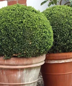 Sprinter Boxwood Live Plant – Buxus microphylla – Fast Growing – 4 inch Pot – Sun or Shade - Image 2