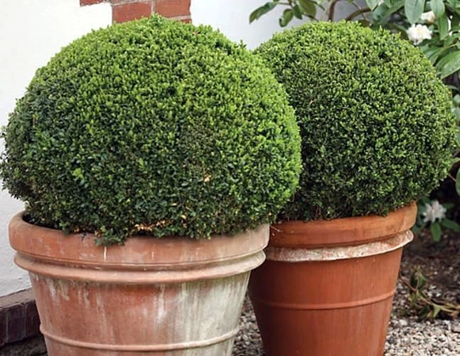Sprinter Boxwood Live Plant – Buxus microphylla – Fast Growing – 4 inch Pot – Sun or Shade - Image 2