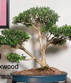 Sprinter Boxwood Live Plant – Buxus microphylla – Fast Growing – 4 inch Pot – Sun or Shade - Image 4
