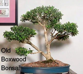 Sprinter Boxwood Live Plant – Buxus microphylla – Fast Growing – 4 inch Pot – Sun or Shade - Image 4