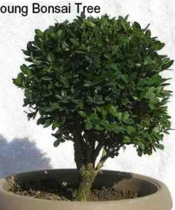 Sprinter Boxwood Live Plant – Buxus microphylla – Fast Growing – 4 inch Pot – Sun or Shade - Image 5