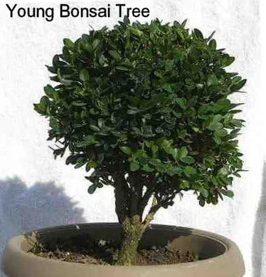 Sprinter Boxwood Live Plant – Buxus microphylla – Fast Growing – 4 inch Pot – Sun or Shade - Image 5